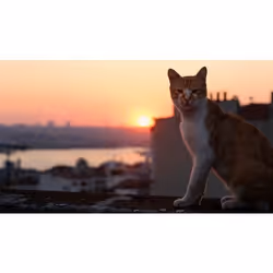 Cameo Kedi (Gatos de Estambul) DVD Turc