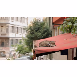 Cameo Kedi (Gatos de Estambul) DVD Turc