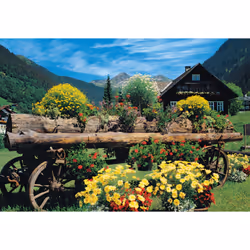 Premium Collection Alpine flowers (1000 Pces)