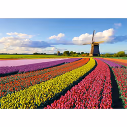 Jumbo Champ de tulipes 1000 pièces