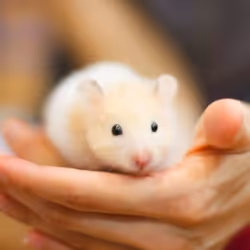 Beaphar Care+ Hamster Granulés 700 g