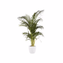 elho Brussels Round Intérieure Kit de plantation en pot Autonome Polypropylène (PP) Blanc