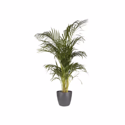 elho Brussels Round Intérieure Kit de plantation en pot Autonome Polypropylène (PP) Anthracite