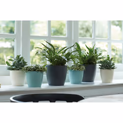 elho Brussels Round Intérieure Kit de plantation en pot Autonome Polypropylène (PP) Blanc
