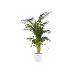 elho 8711904071547 jardinière Blanc Plastique