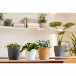 elho 8711904071547 jardinière Blanc Plastique
