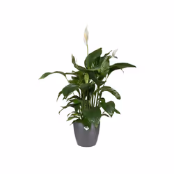 elho 8711904071622 jardinière Noir Plastique