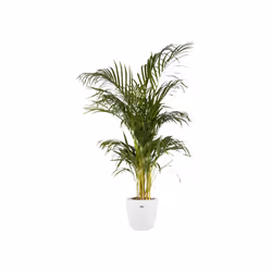 elho brussels round 25cm Intérieure Kit de plantation en pot Autonome Polypropylène (PP) Blanc