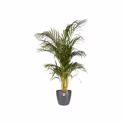 elho brussels round 30cm Intérieure Kit de plantation en pot Autonome Polypropylène (PP) Anthracite