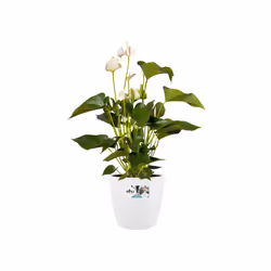 elho brussels round wheels 35cm Intérieure Kit de plantation en pot Autonome Polypropylène (PP) Blanc