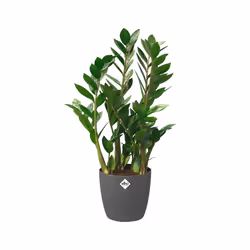 elho brussels round wheels 35cm Intérieure Kit de plantation en pot Autonome Polypropylène (PP) Anthracite - Vue supplémentaire 4