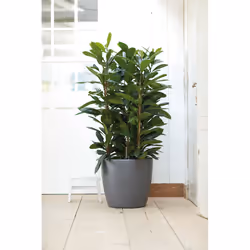 elho brussels round wheels 35cm Intérieure Kit de plantation en pot Autonome Polypropylène (PP) Anthracite - Vue supplémentaire 6