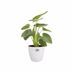 elho brussels round wheels 40cm Intérieure Kit de plantation en pot Autonome Polypropylène (PP) Blanc - Vue supplémentaire 5