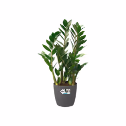 elho brussels round wheels 40cm Intérieure Kit de plantation en pot Autonome Polypropylène (PP) Anthracite
