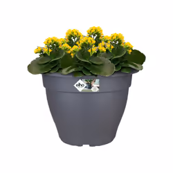 elho torino campana 35cm Extérieure Kit de plantation en pot Autonome Polypropylène (PP) Anthracite