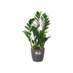 elho 8711904082260 jardinière Noir Plastique