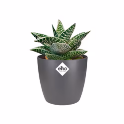 elho brussels round mini 9,5cm Intérieure Kit de plantation en pot Autonome Polypropylène (PP) Anthracite
