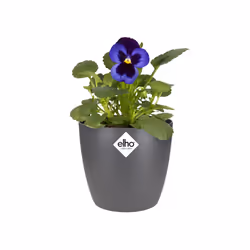 elho brussels round mini 10,5cm Intérieure Kit de plantation en pot Autonome Polypropylène (PP) Anthracite