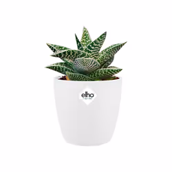 elho brussels round mini 12,5cm Intérieure Kit de plantation en pot Autonome Polypropylène (PP) Blanc