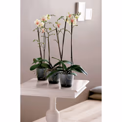 elho Brussels Orchid Intérieure Kit de plantation en pot Autonome Polypropylène (PP) Transparent