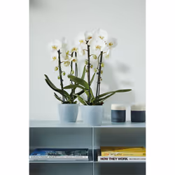 elho Brussels Orchid Intérieure Kit de plantation en pot Autonome Polypropylène (PP) Transparent