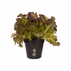 elho green basics growpot 11cm Intérieur & extérieur Kit de plantation en pot Autonome Polypropylène (PP) Noir