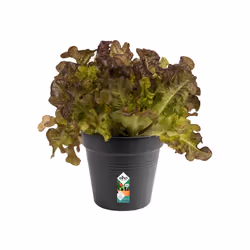 elho green basics growpot 15cm Intérieur & extérieur Kit de plantation en pot Autonome Polypropylène (PP) Noir