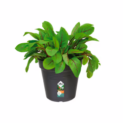 elho 8711904106607 pot à fleurs Intérieur & extérieur Plastique Noir
