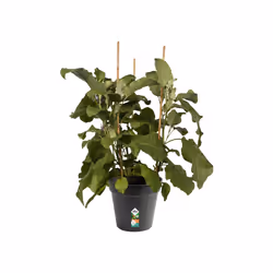 elho green basics growpot 21cm Intérieur & extérieur Kit de plantation en pot Autonome Polypropylène (PP) Noir