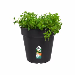 elho 8711904106720 pot à fleurs Intérieur & extérieur Plastique Noir