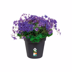 elho 8711904106782 pot à fleurs Intérieur & extérieur Plastique Noir