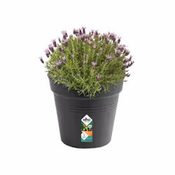 elho green basics growpot 35cm Intérieur & extérieur Kit de plantation en pot Autonome Polypropylène (PP) Noir