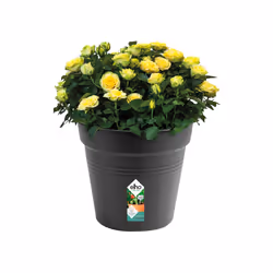 elho 8711904106966 pot à fleurs Intérieur & extérieur Plastique Noir