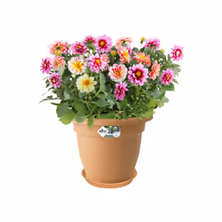 elho 8711904107291 accessoire de plantation Soucoupe