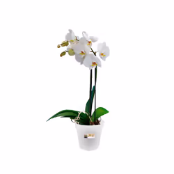 elho 8711904123901 jardinière Plastique