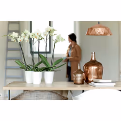 elho brussels diamond orchid high 12.5cm Intérieure Kit de plantation en pot Autonome Polypropylène (PP) Blanc
