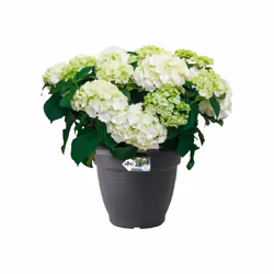 elho 8711904131791 jardinière Noir Plastique