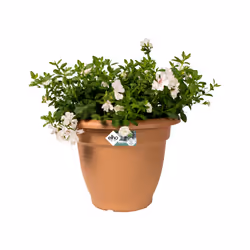 elho 8711904131838 jardinière Marron Plastique
