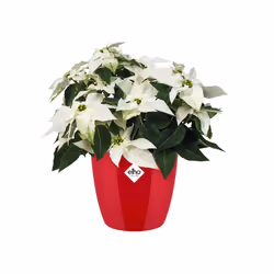 elho 8711904136840 jardinière Rouge Plastique