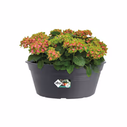 elho green basics bowl 33cm Extérieure Kit de plantation en pot Autonome Polypropylène (PP) Noir
