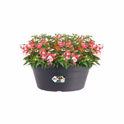 elho 8711904138127 jardinière Noir Plastique