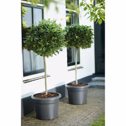 elho 8711904138820 jardinière Noir Plastique - Vue supplémentaire 4