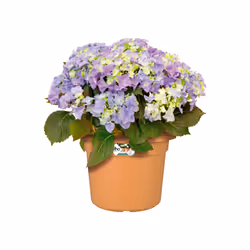elho 8711904138851 jardinière Marron Plastique