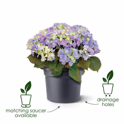 elho 8711904138851 jardinière Marron Plastique - Vue supplémentaire 6