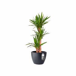 elho 8711904138882 jardinière Noir Plastique