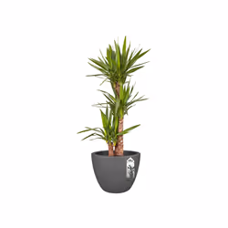 elho pure soft round 40 Intérieur & extérieur Kit de plantation en pot Autonome Polyéthylène à basse densité linéaire Anthracite