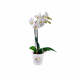 elho 8711904139964 jardinière Plastique