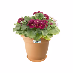 elho 8711904141912 accessoire de plantation Soucoupe