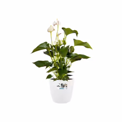 elho 8711904142322 jardinière Blanc Plastique