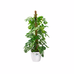 elho 8711904142322 jardinière Blanc Plastique - Vue supplémentaire 4